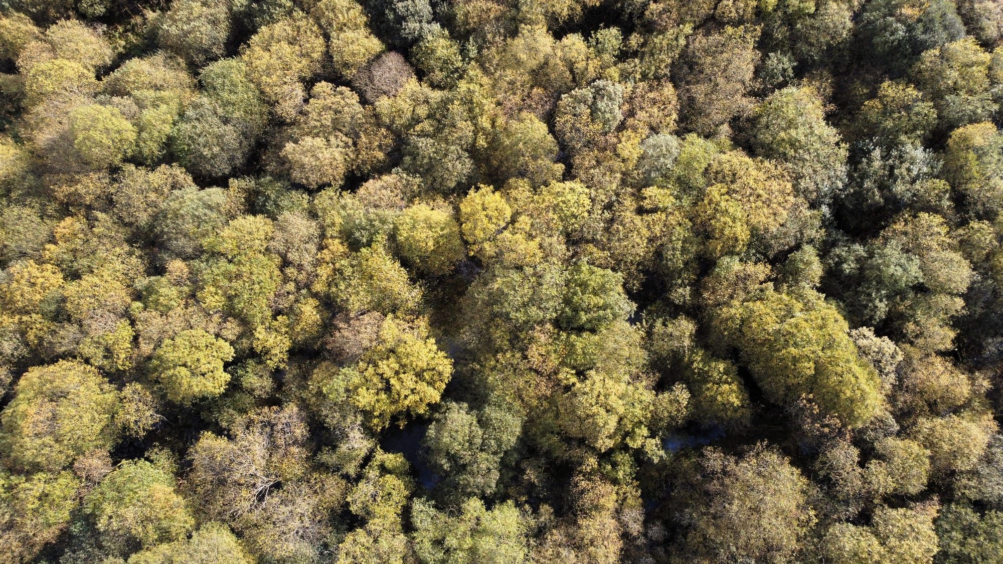 EU Deforestation Regulation