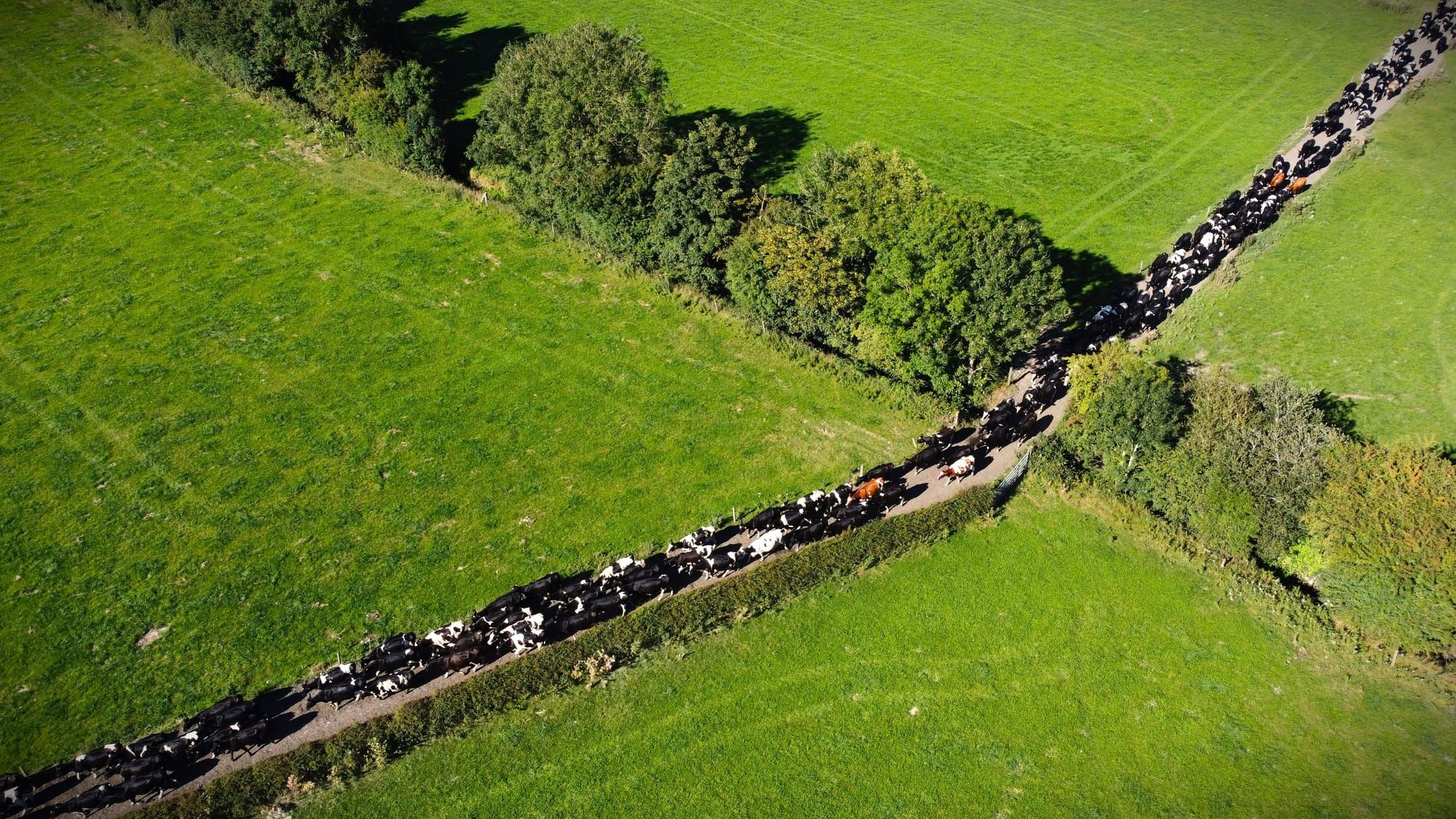 Nitrates Derogation