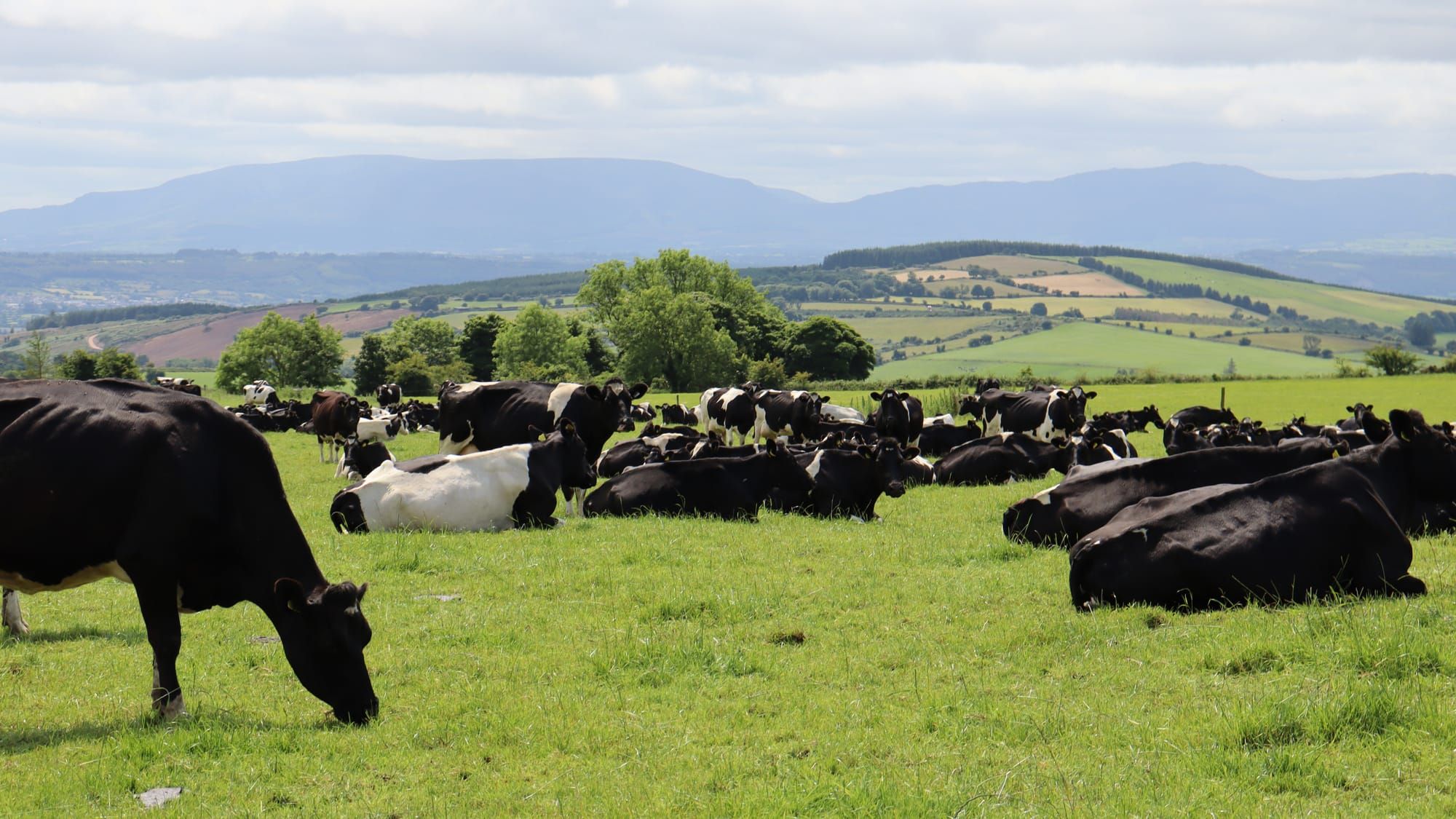 Bovine TB