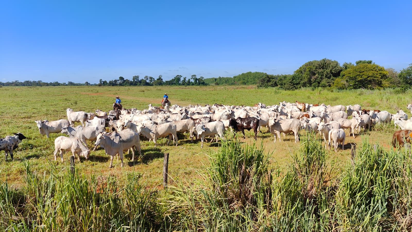 Mercosur