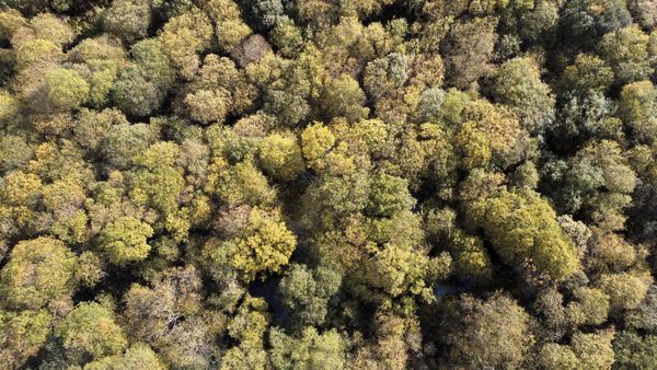 EU Deforestation Regulation