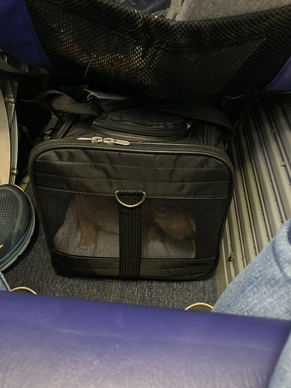 A corgi in a pet carrier, tucked under the seat in an airplane.