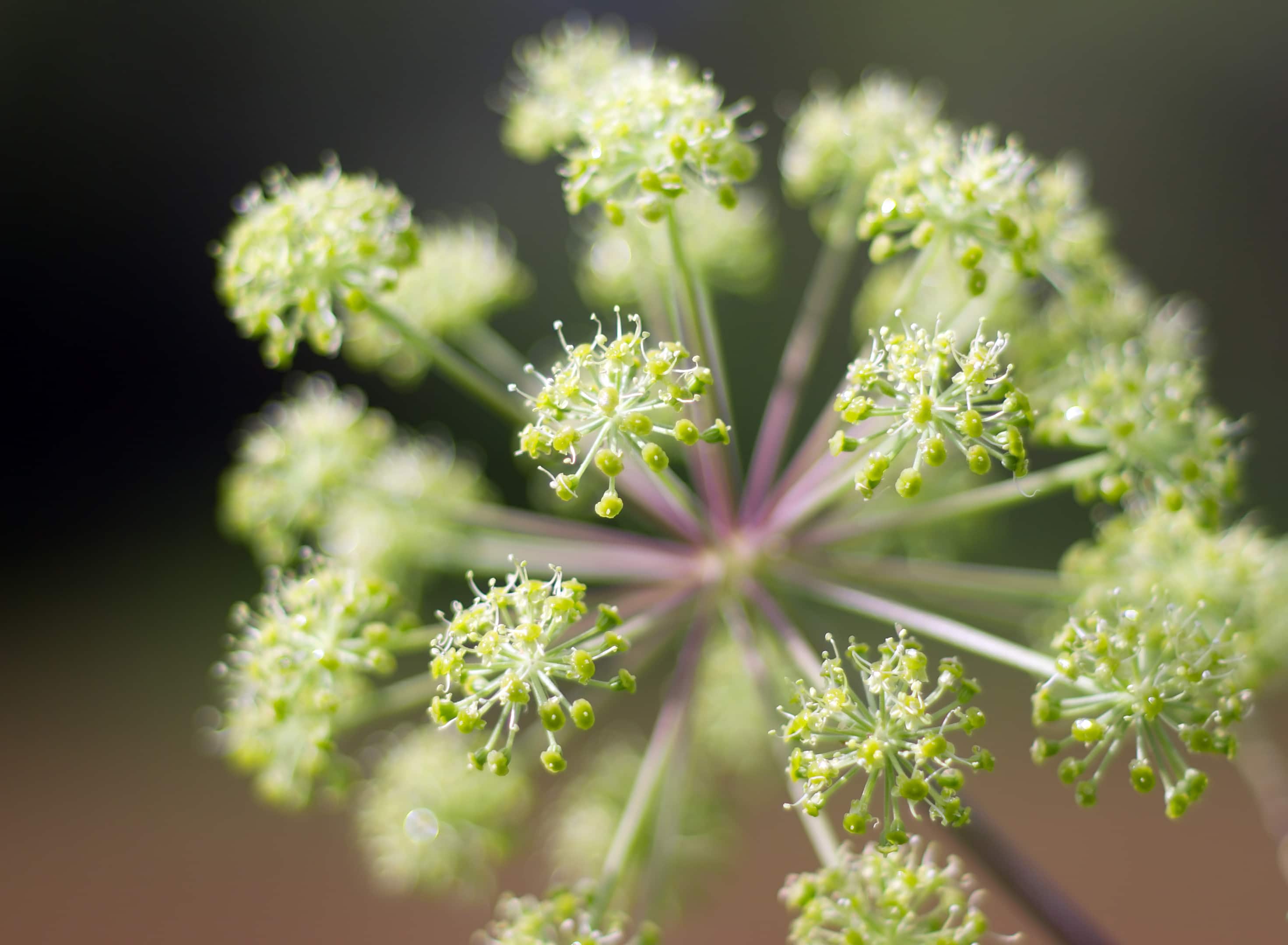Angelica herb — medicinal plant