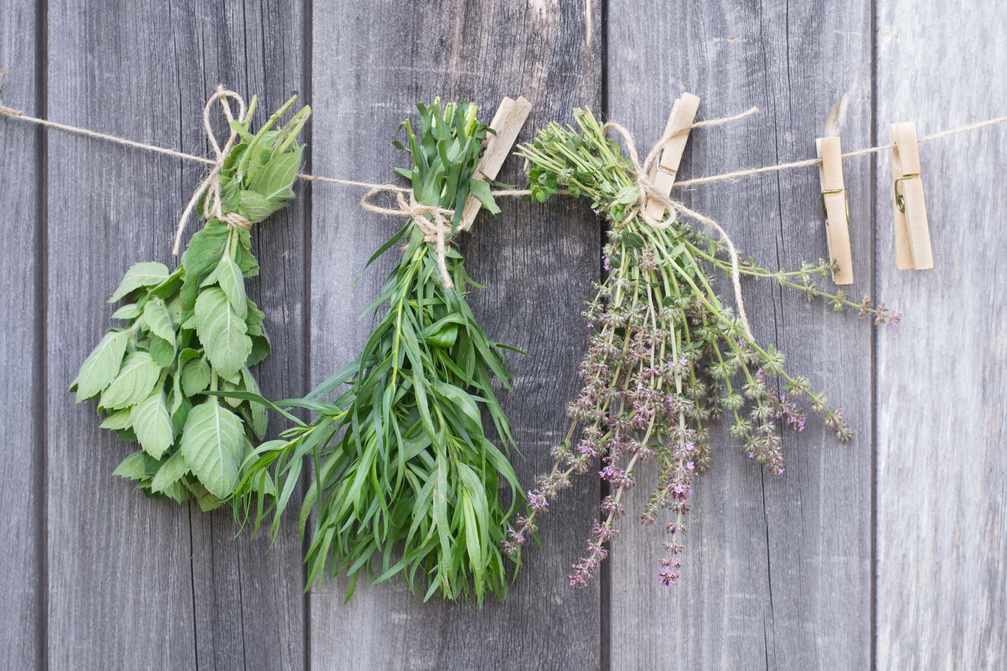 Herbs hanging to dry