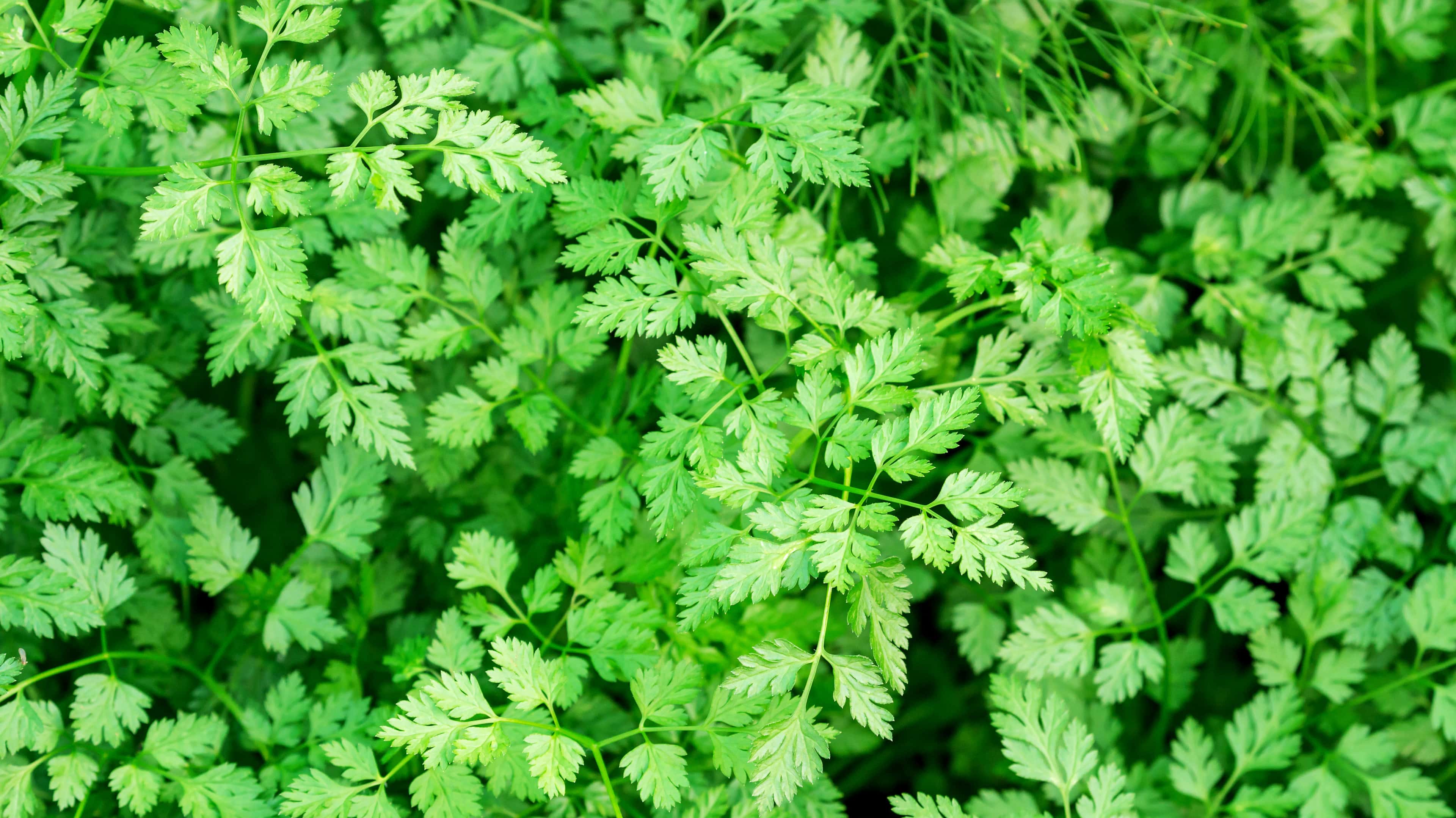 Fresh chervil in a garden