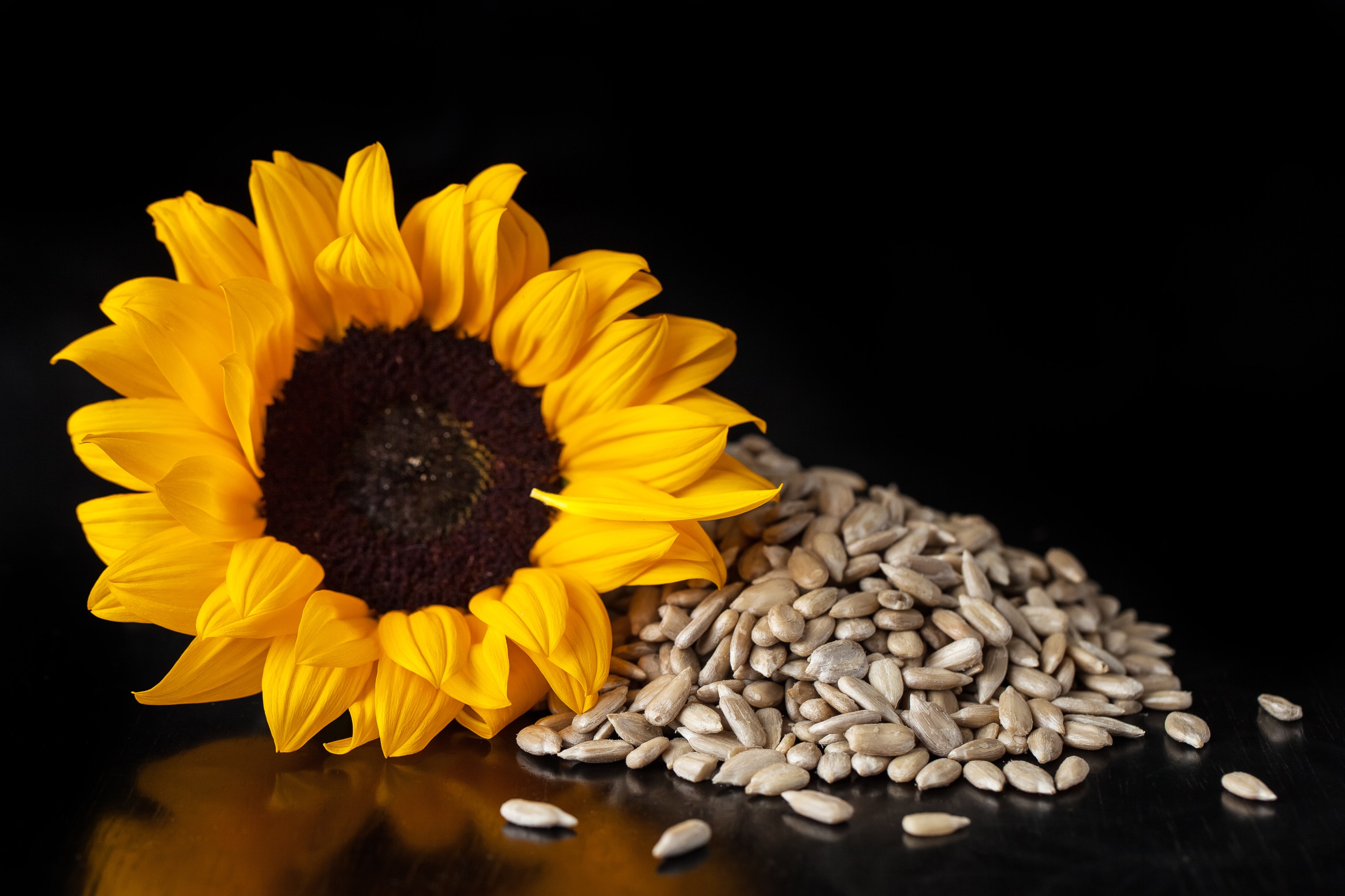 Sunflower and shelled sunflower seeds