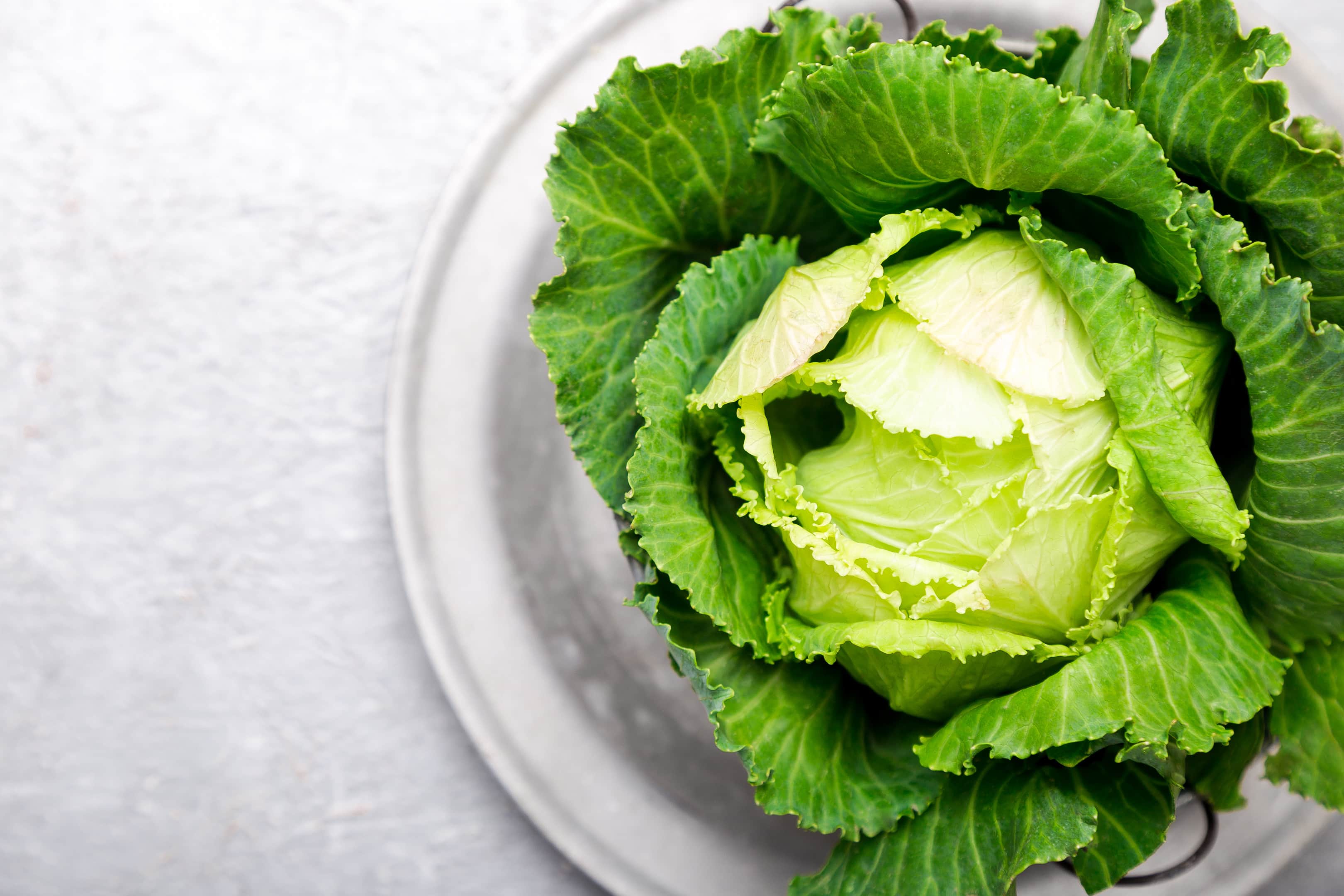 Fresh Green Cabbage in Metal Plate on Grey Surface