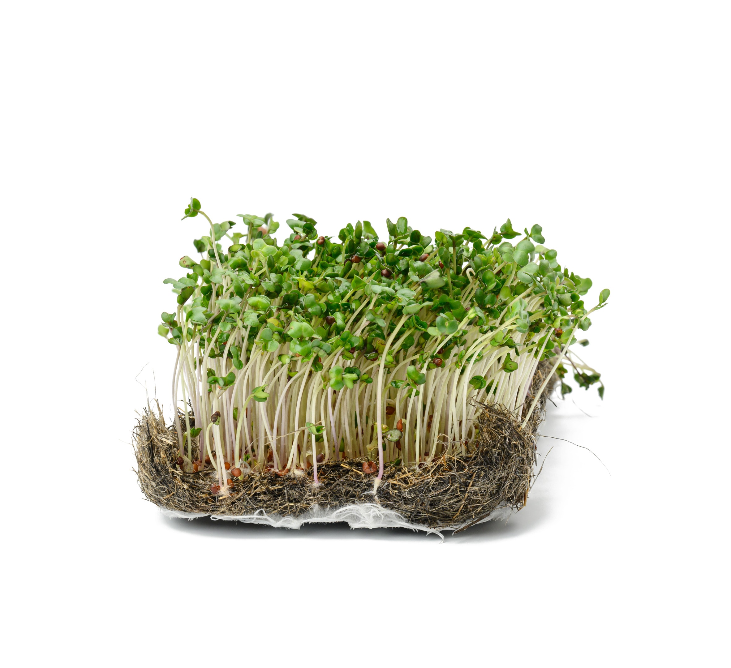 Fresh broccoli sprouts microgreens