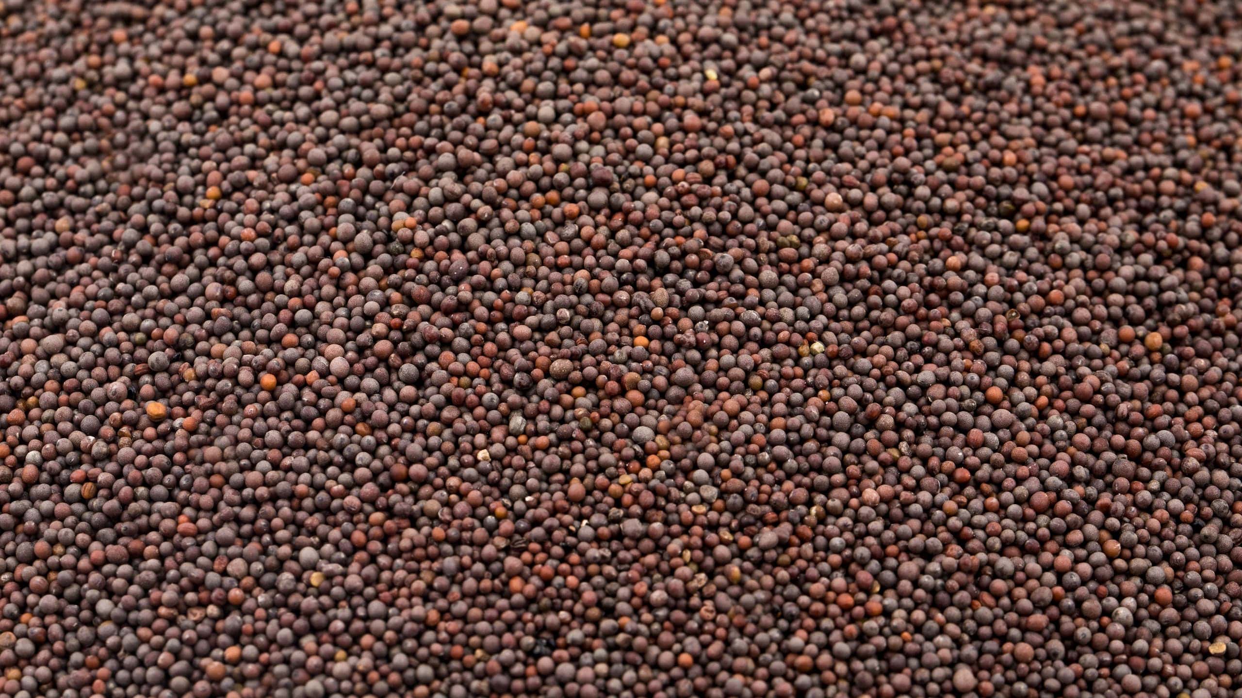 Jakhya seeds