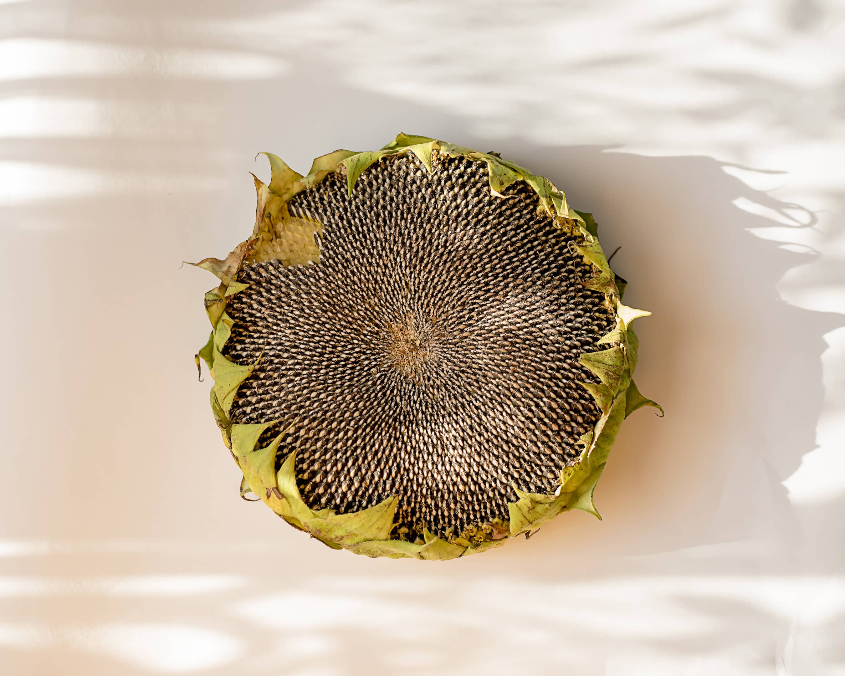 Sunflower head with seeds