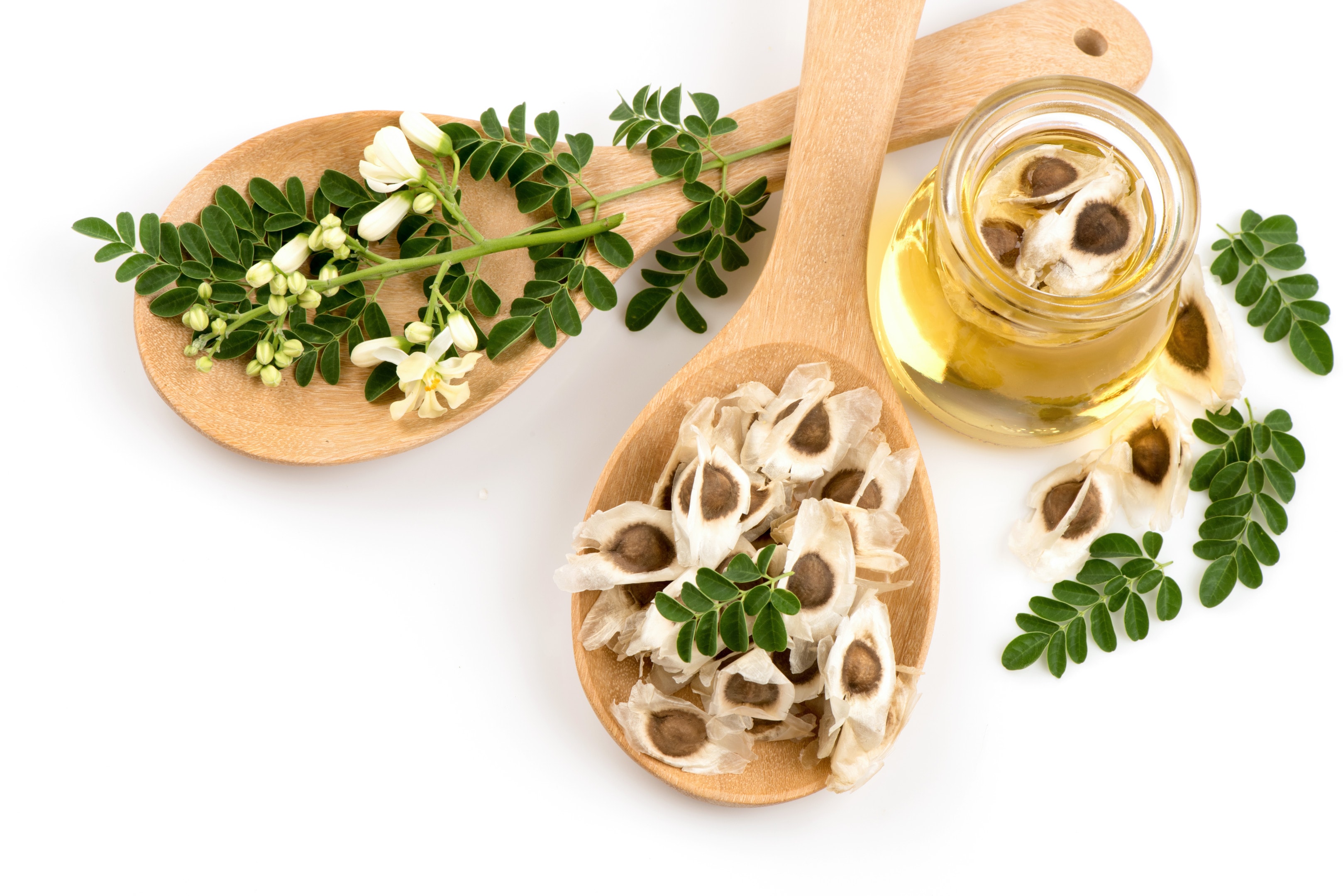 Moringa oil with moringa seeds and moringa leaves
