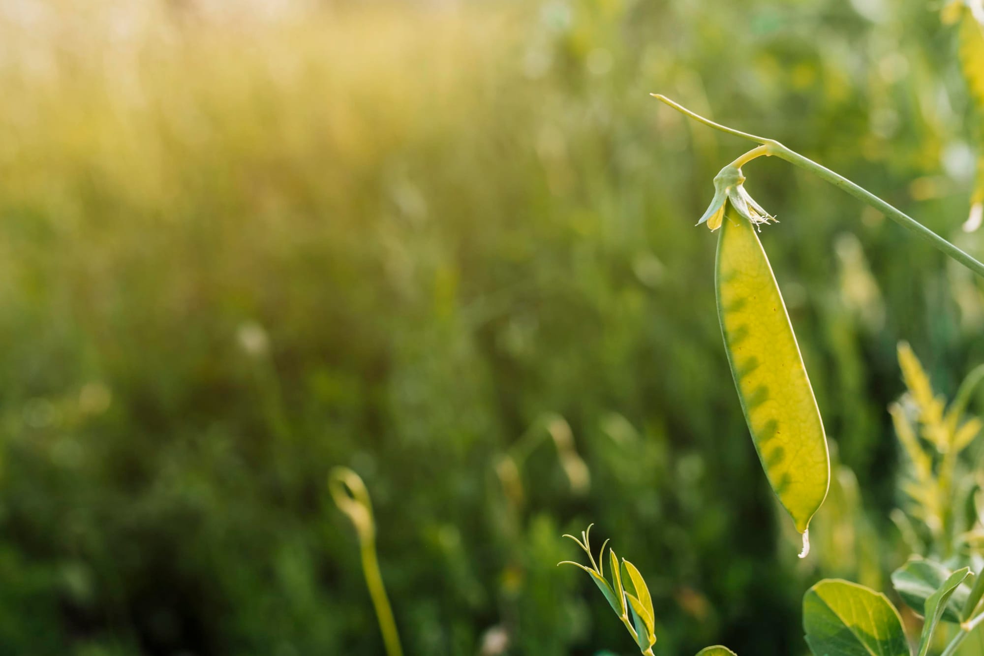 Pea pod in a pea field