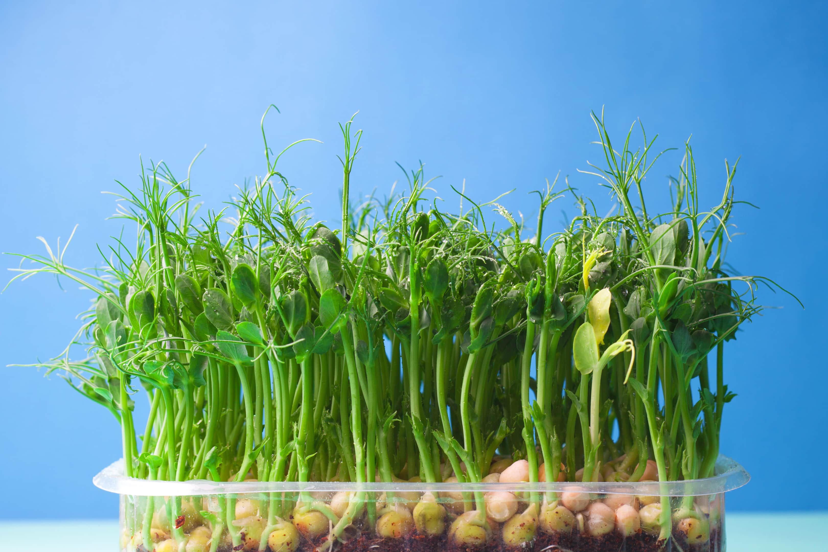 Pea shoots microgreen sprouts grown in a plastic tray