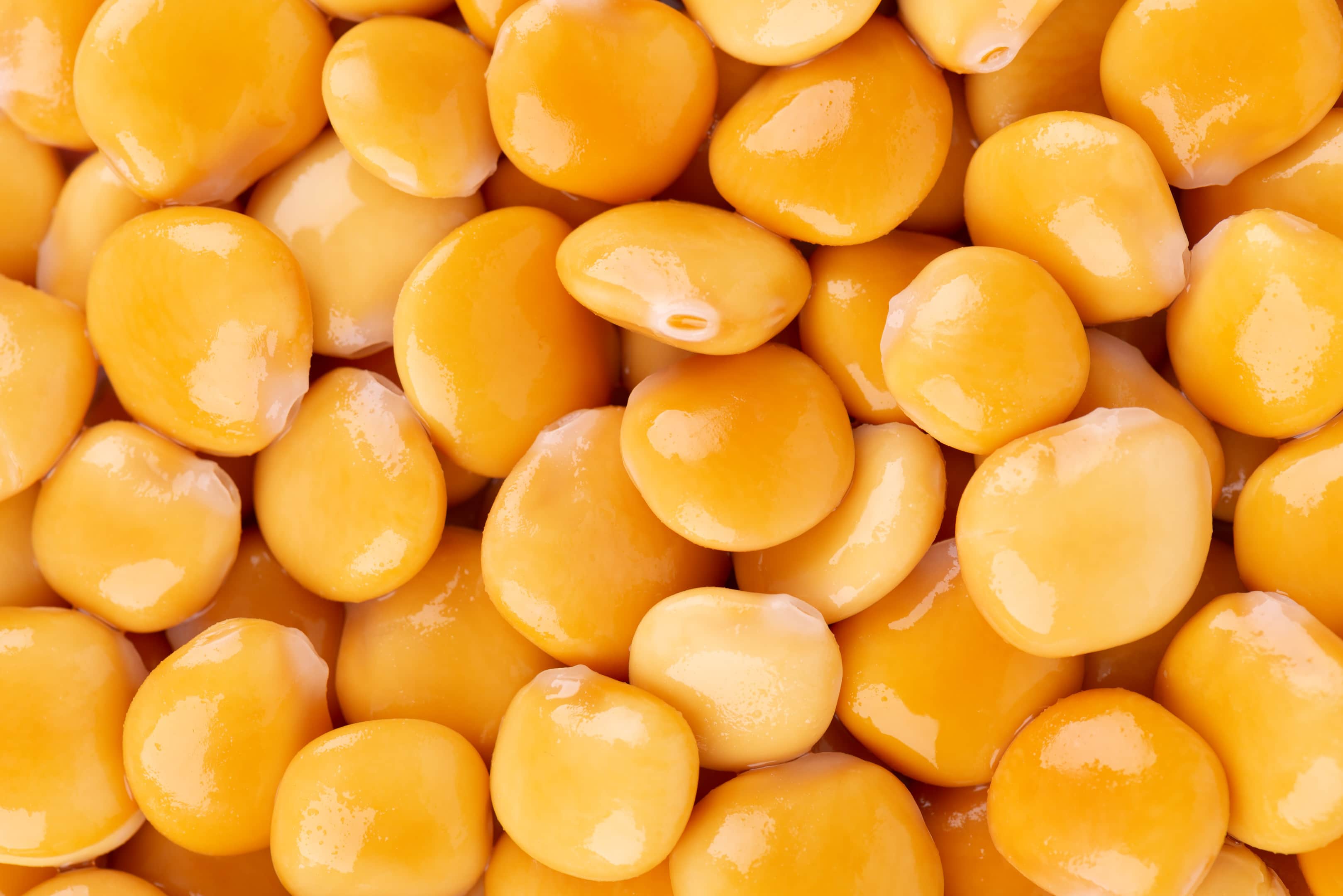 Tournus — Pickled yellow lupini beans