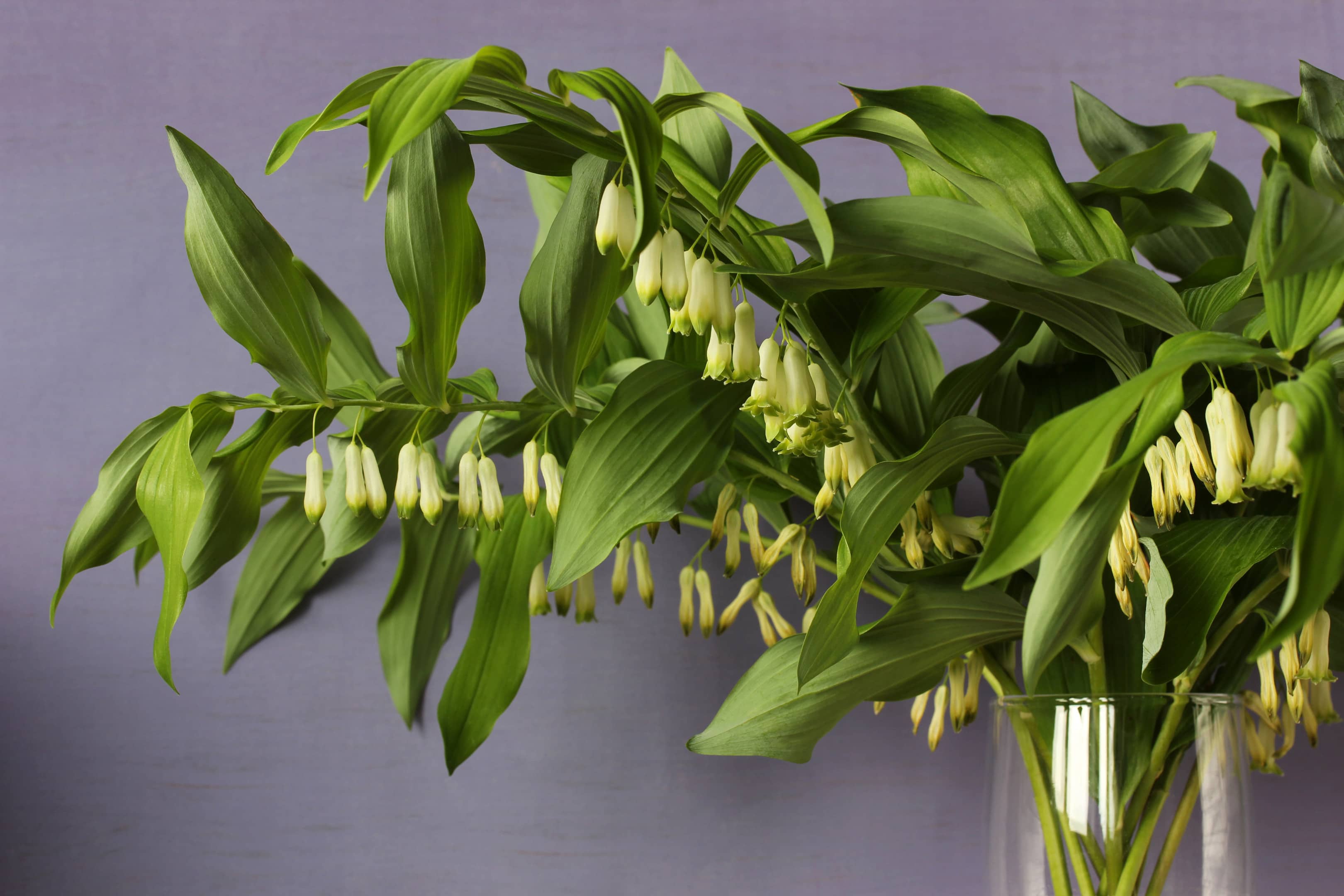 Solomon's seal bouquet