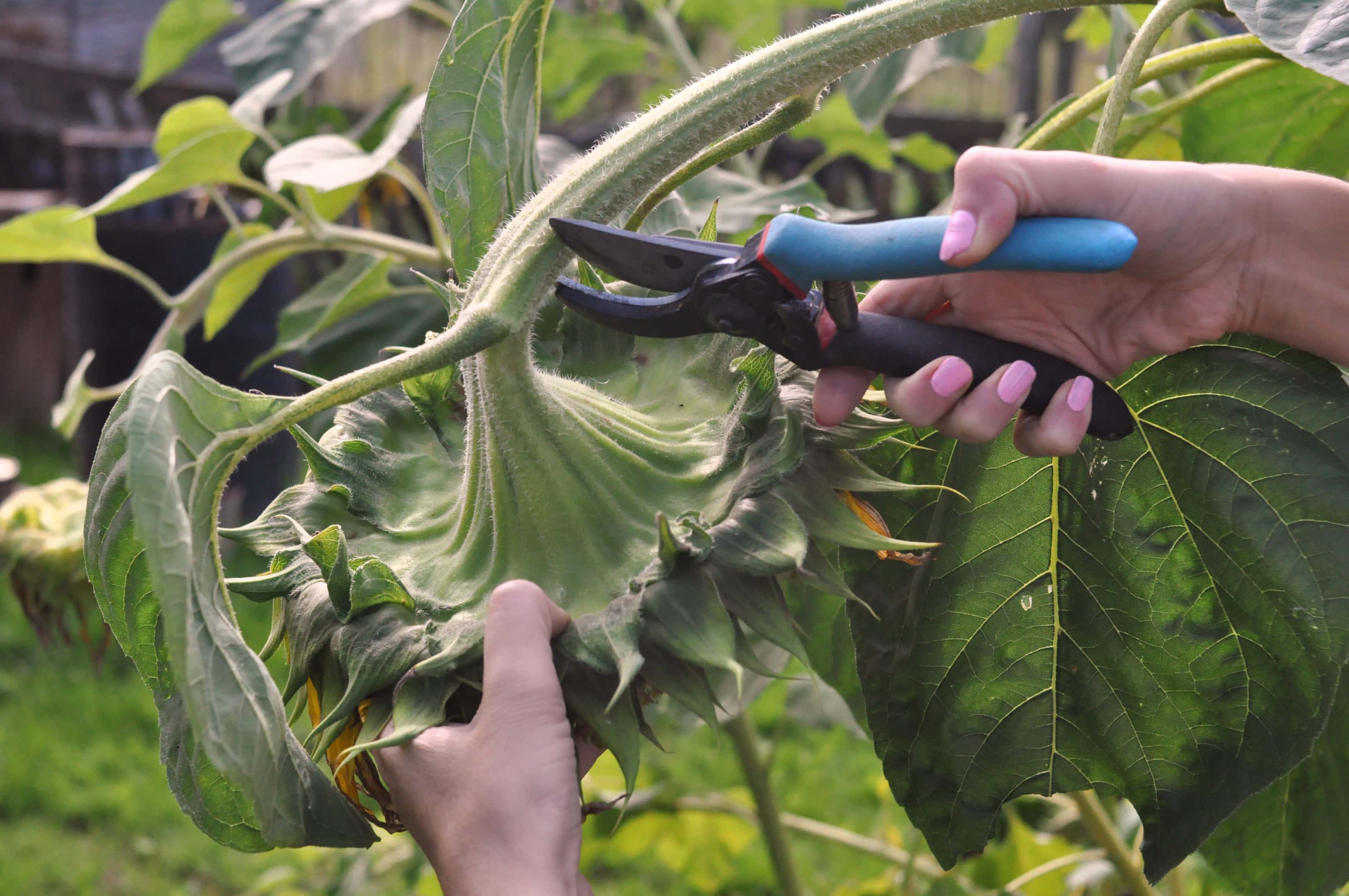 Harvested sunflower head