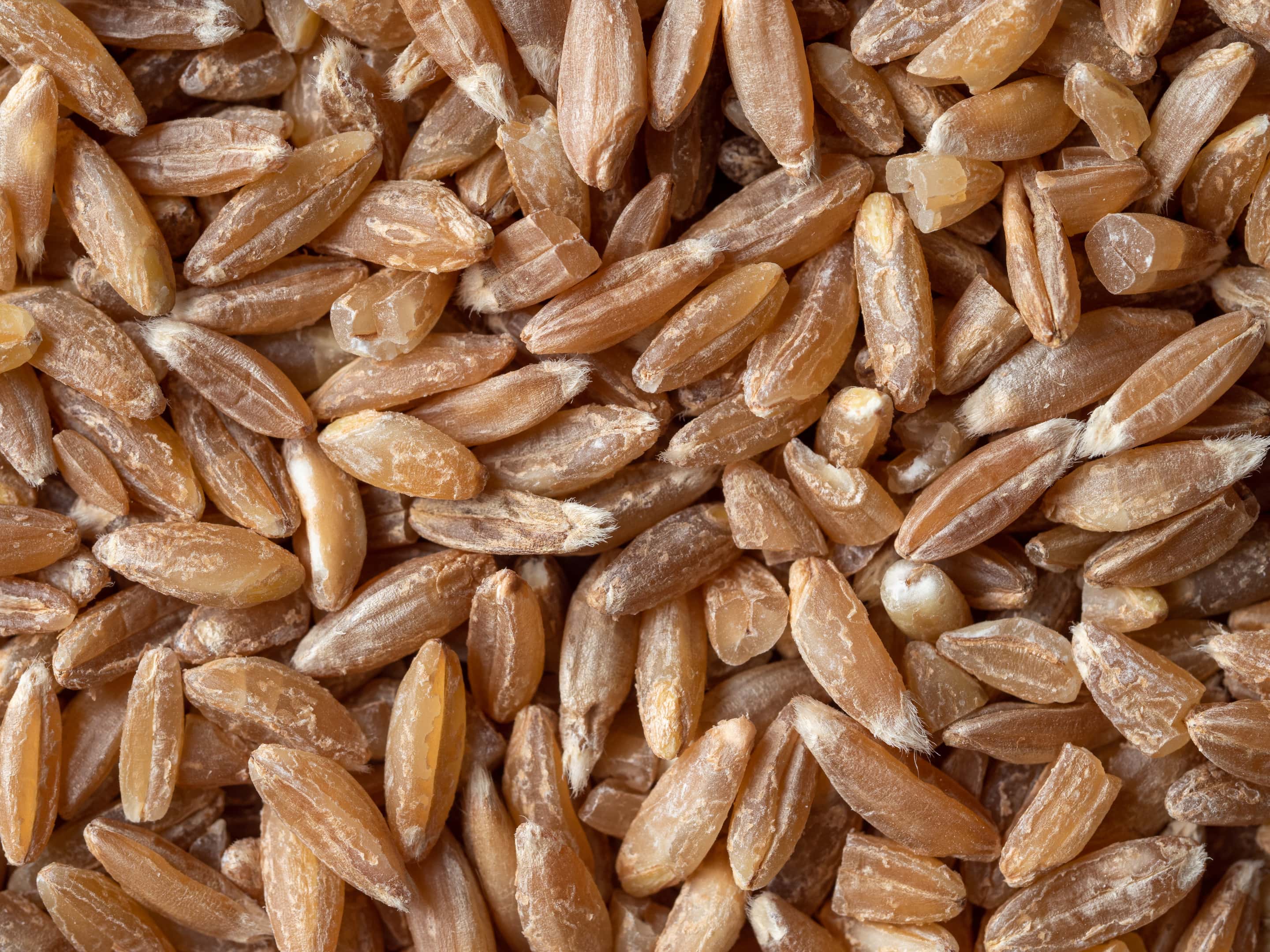 Top view of spelt grains