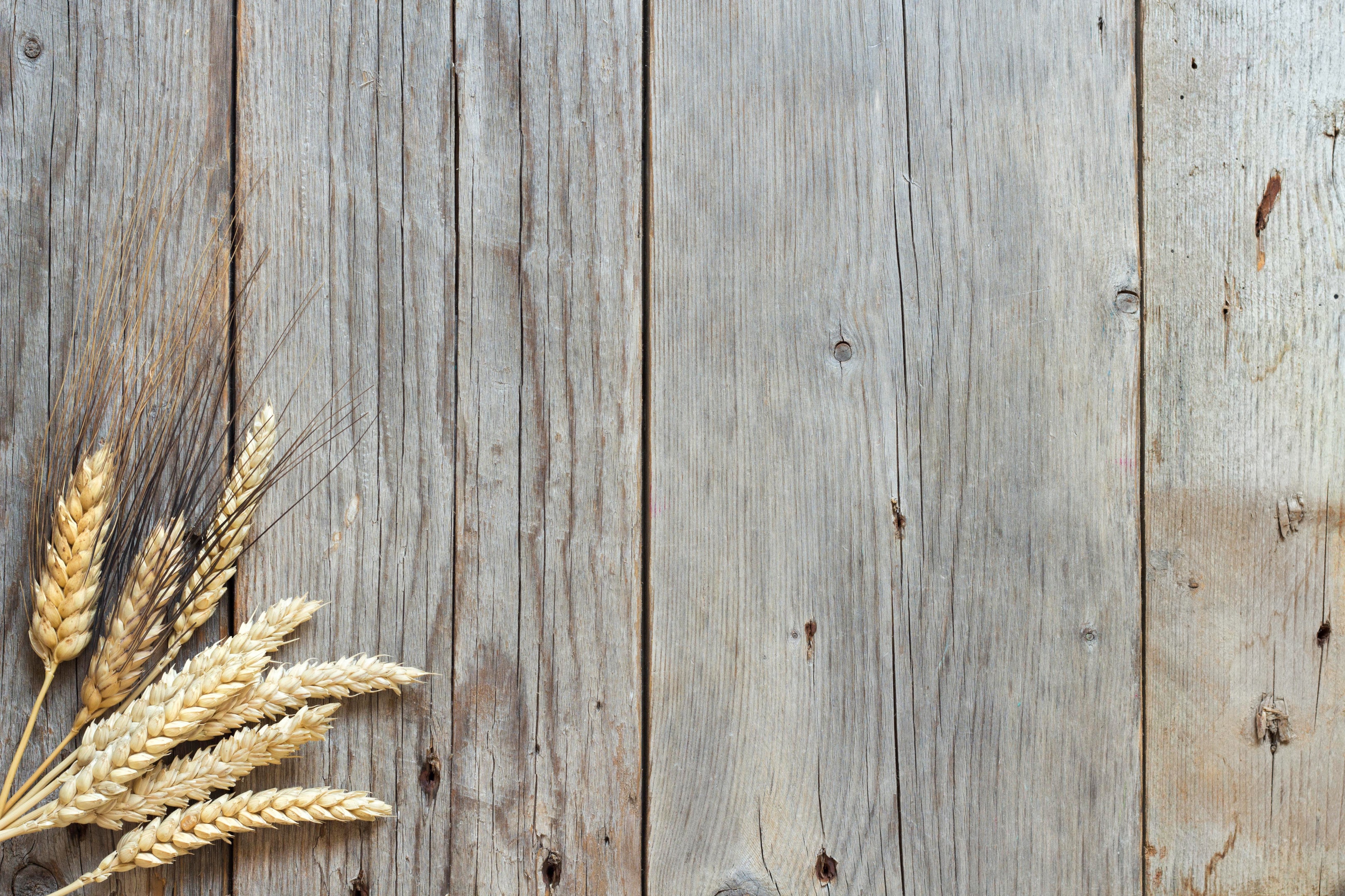 Spelt and wheat grains on a wooden table