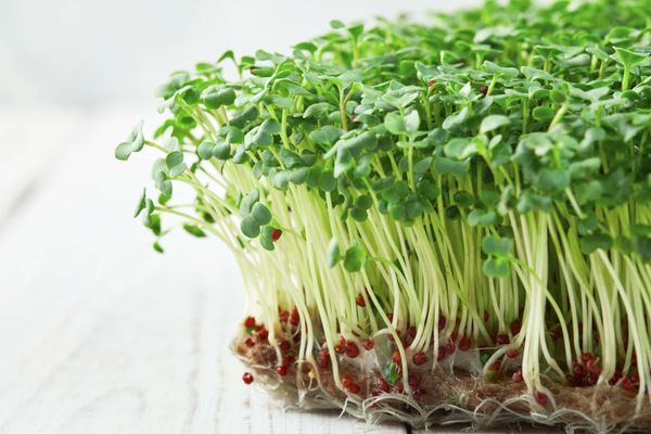 Close up of broccoli sprouts microgreens growing in linen mat