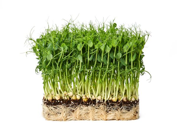Fresh green peas microgreen sprouts