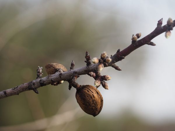 Close-up of fruit on a tree branch