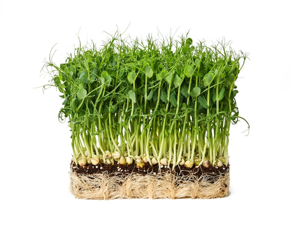 Fresh green peas microgreen sprouts