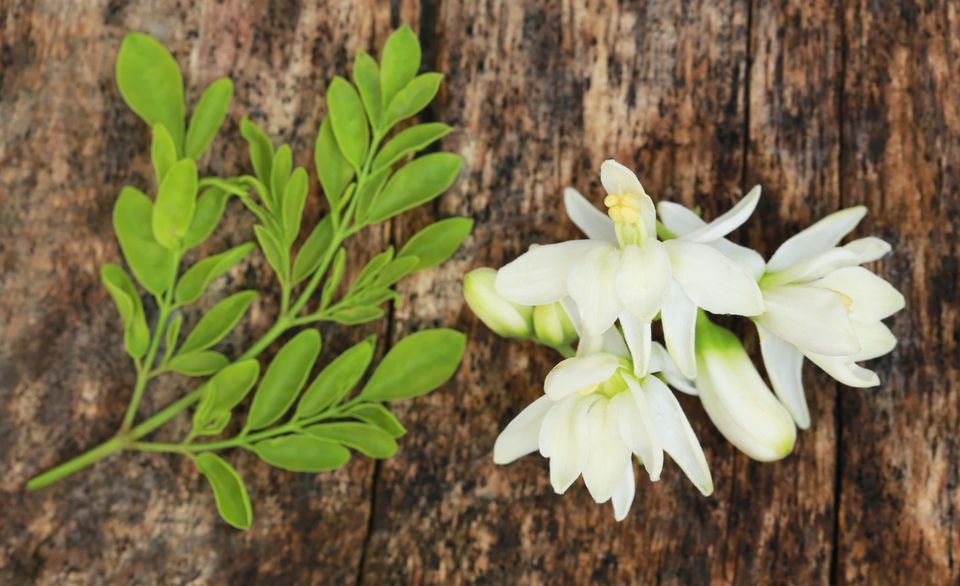 Moringa flower with green Moringa leaves