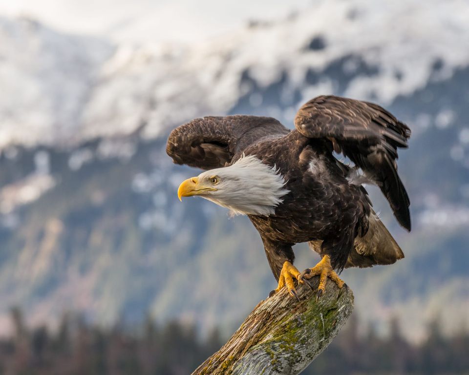Payments, commodities and eagles