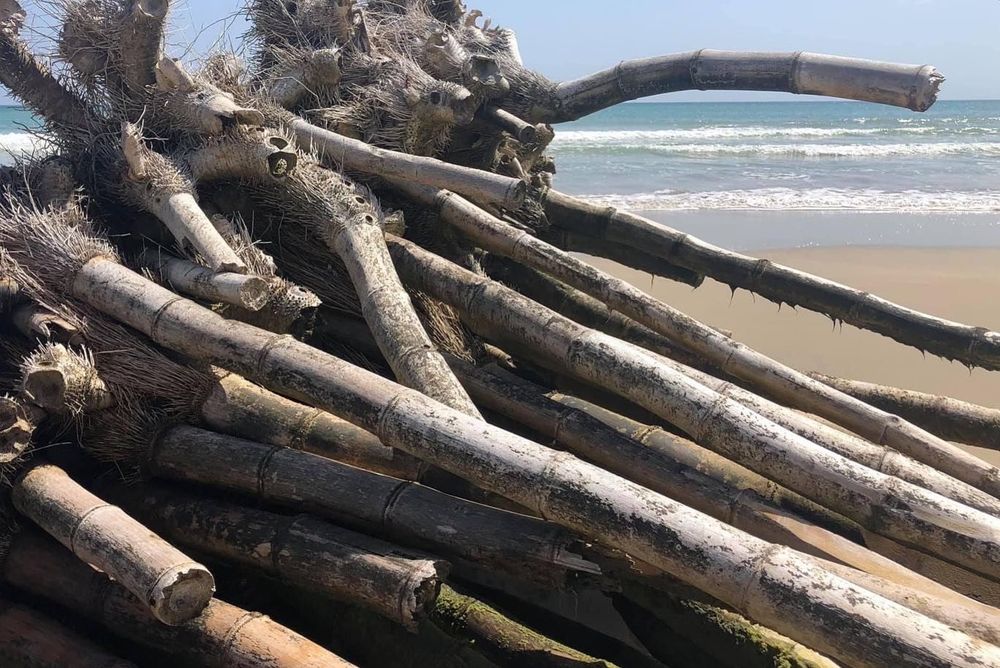 Bambú acumulado en la costa donde Deborah Feliciano encontró el material que inspiró sus primeras fachadas