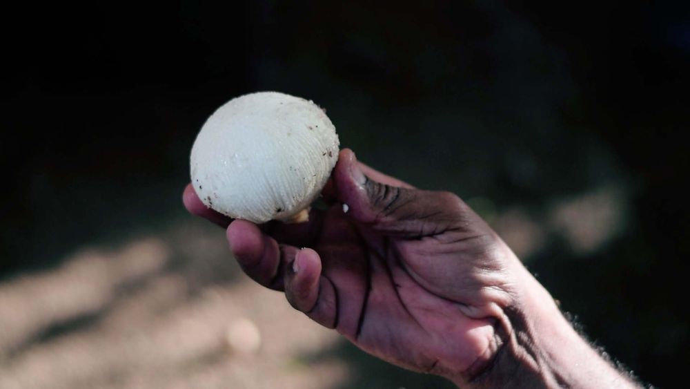 Manzana del coco visible dentro de un coco en germinación