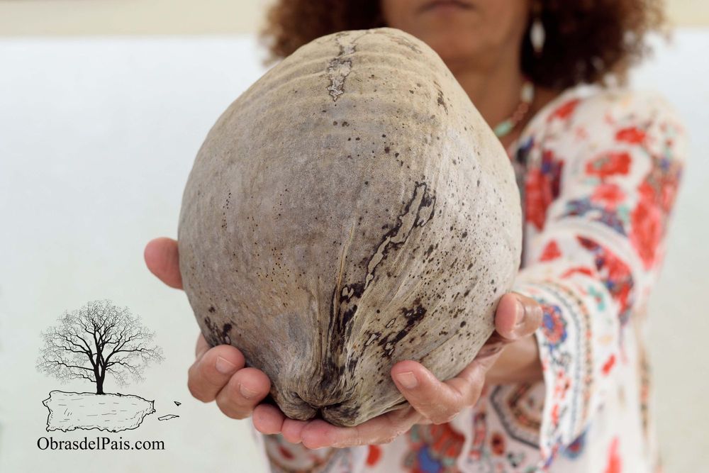 Proceso artesanal de una máscara de vejigante en coco