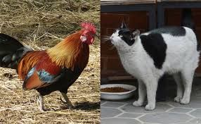 펫푸드 리콜의 역사 - 5 (한국편)