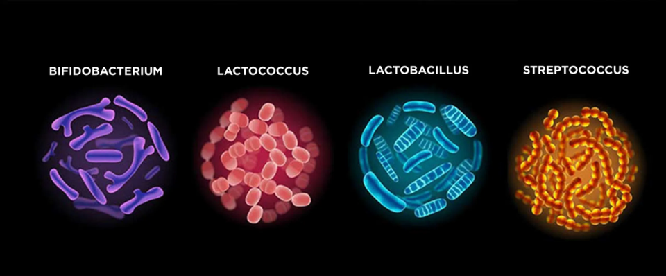 화식 사료가 뭐지? - 3 (‘잠재적’ 장점)