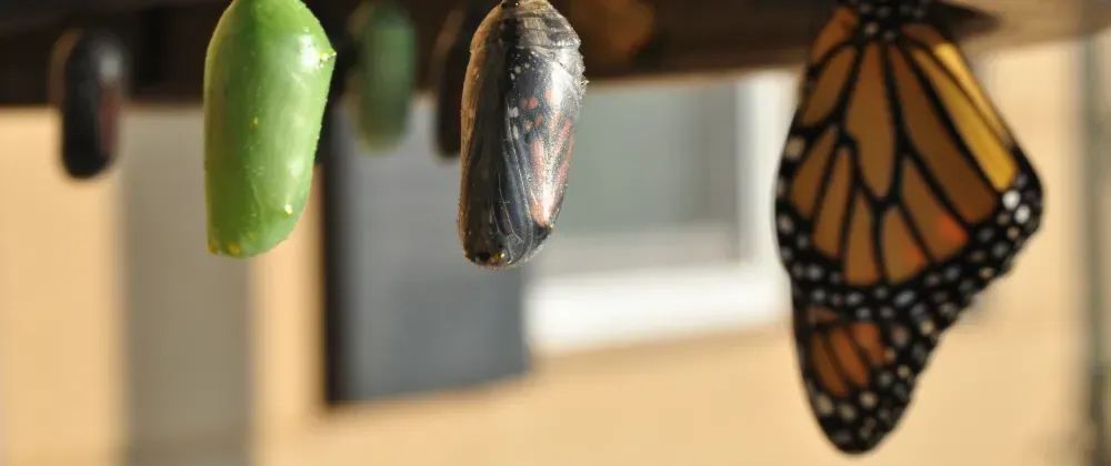 Angular : Transformez vos inputs à volonté et simplement