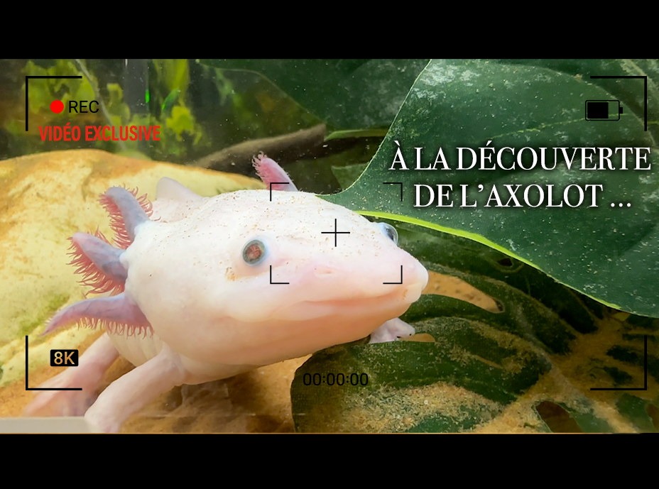 À la découverte de l’axolotl : cette créature étonnante capable d'auto-régénérer ses organes