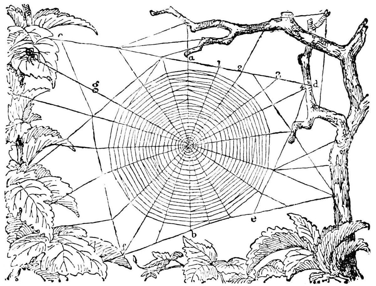 ABOUT / meg's food web