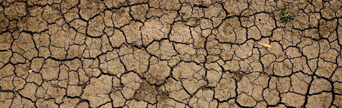 DRY Rot