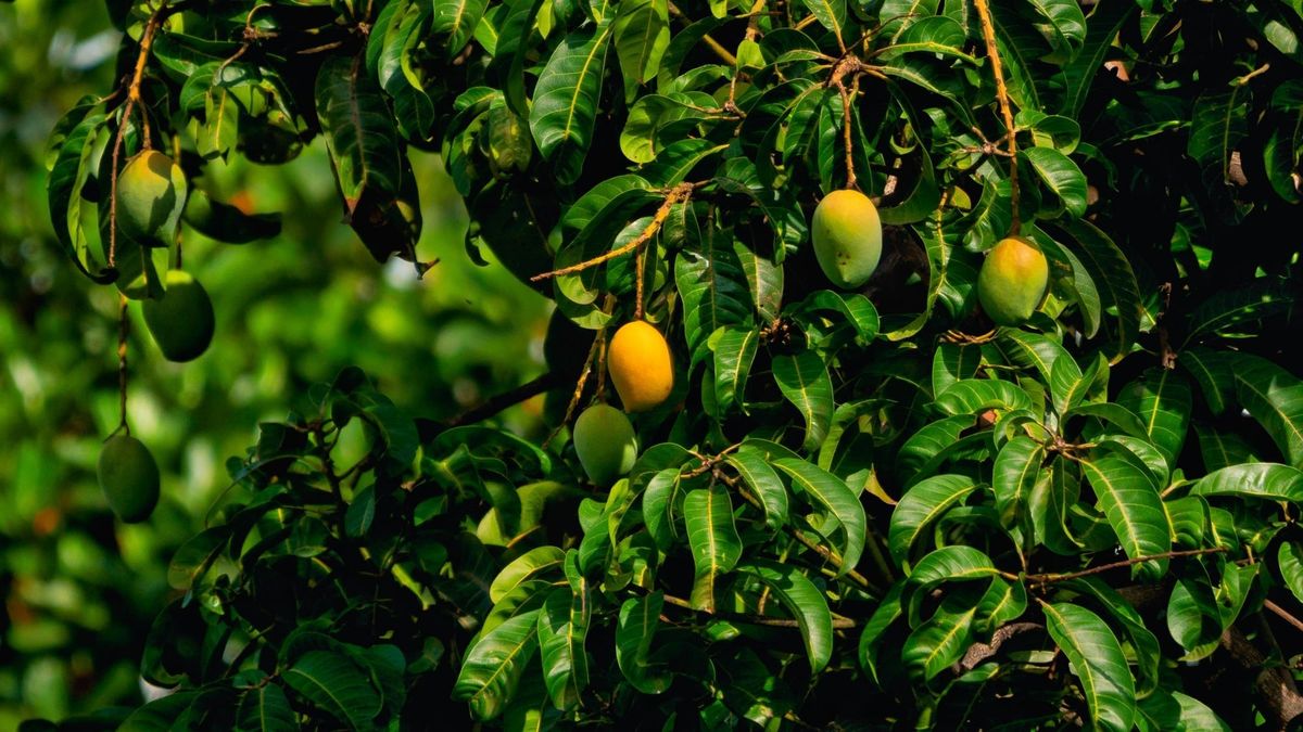Andhra signs UAE food-processing pact, with a INR 100 crore first project in Chittoor