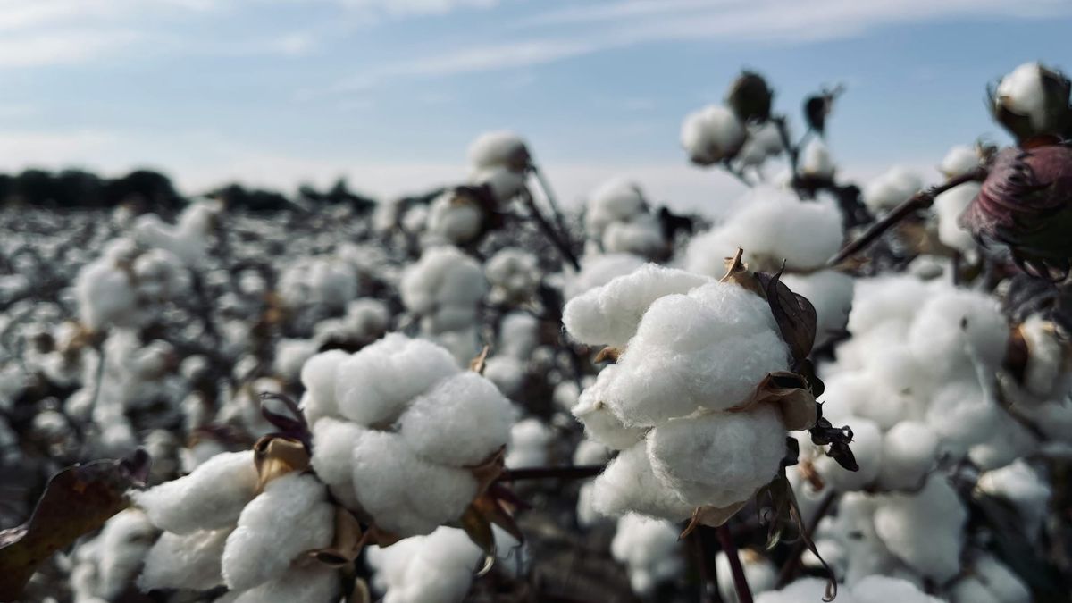 Bayer launches cotton insecticide Trance, targeting resistant sucking pests