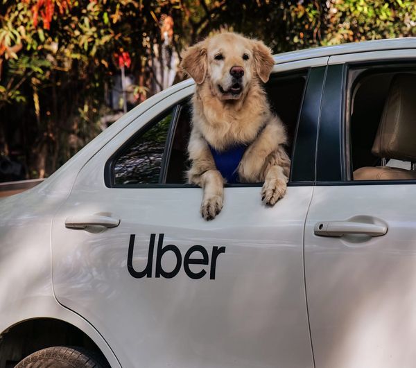 Uber expands Uber Pet to Delhi and Mumbai