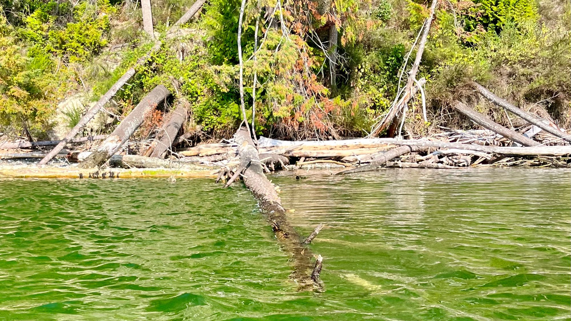 One of my favorite logs in the world. It is out in the tide, where its mere presence is enough to stabilize some gentle wav