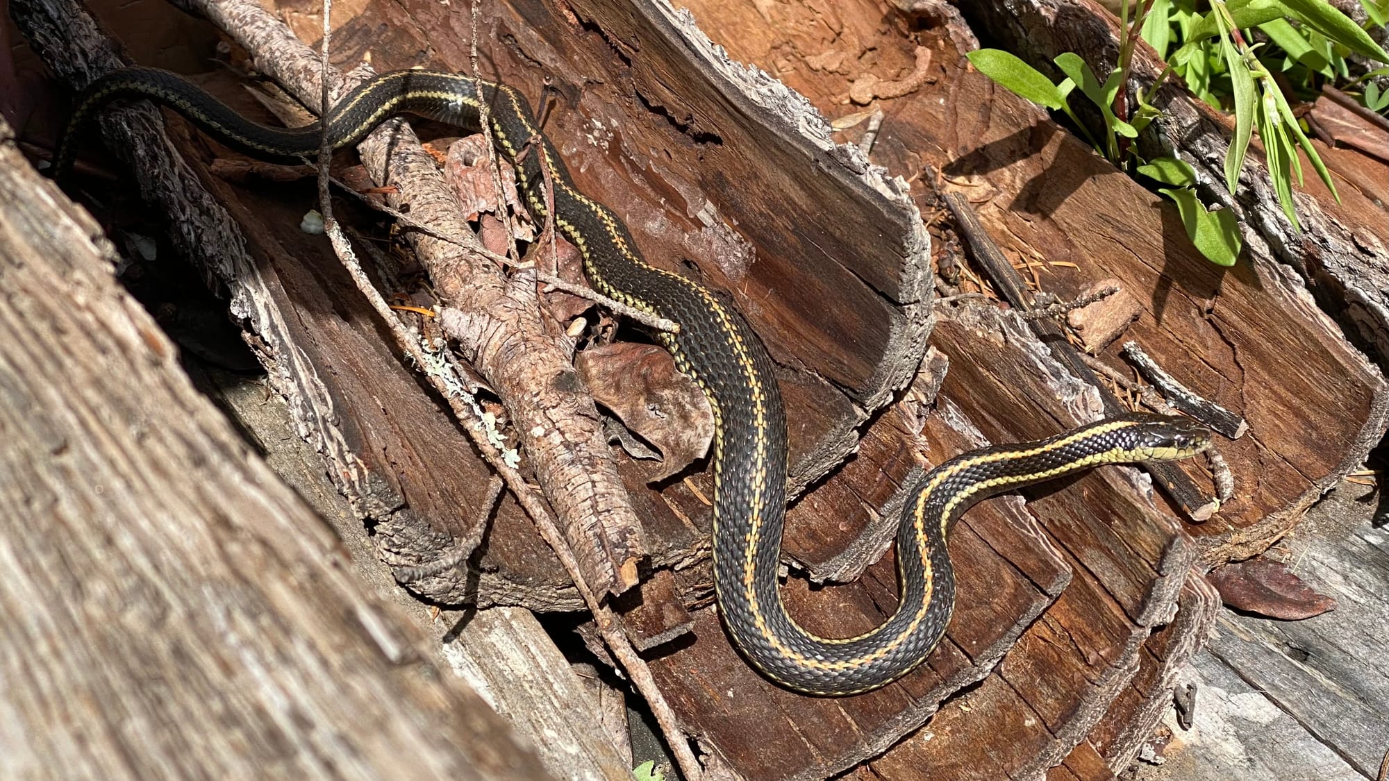 A cute little snake sunning itself on the woodpile.