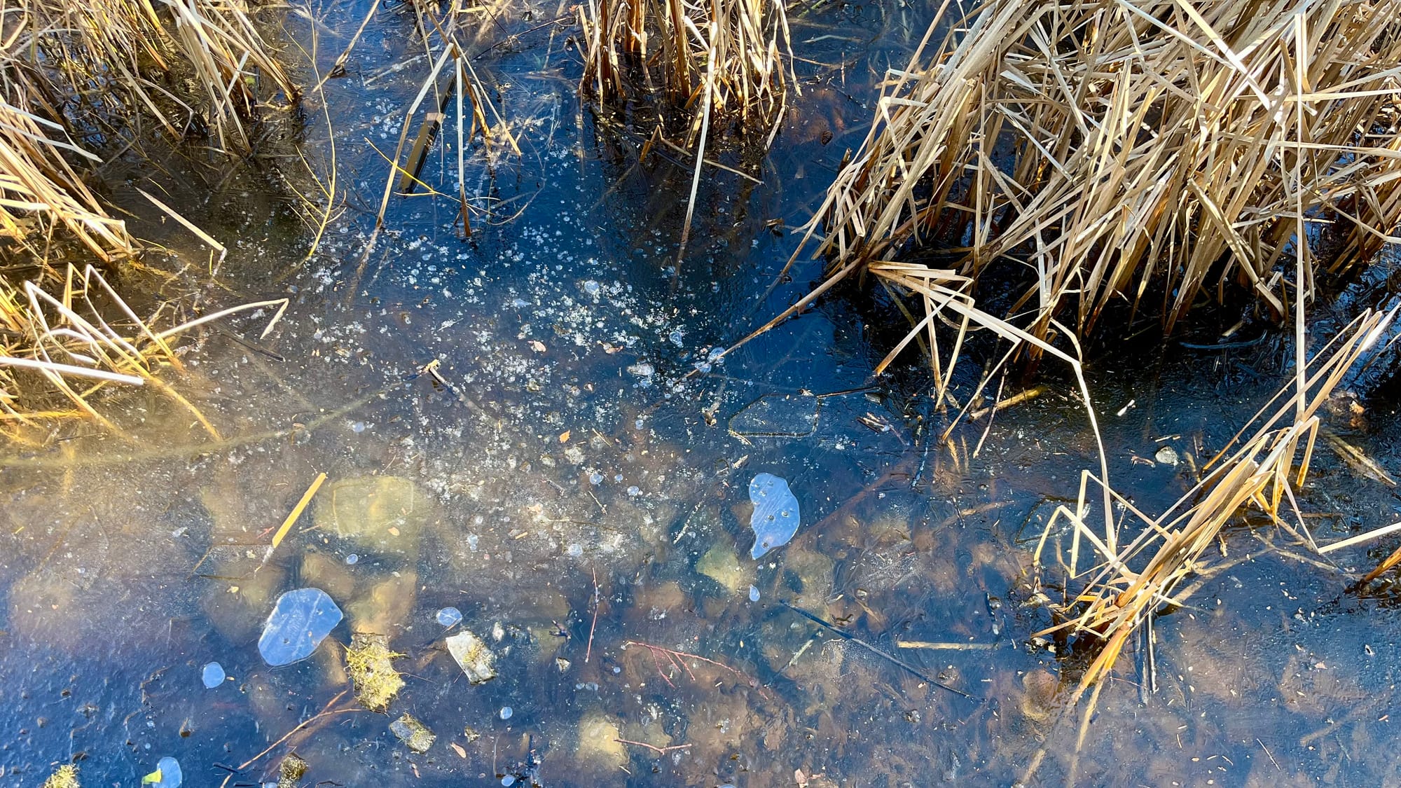 A thin sheet of ice covers a wetland, but it is melting rapidly at midday.