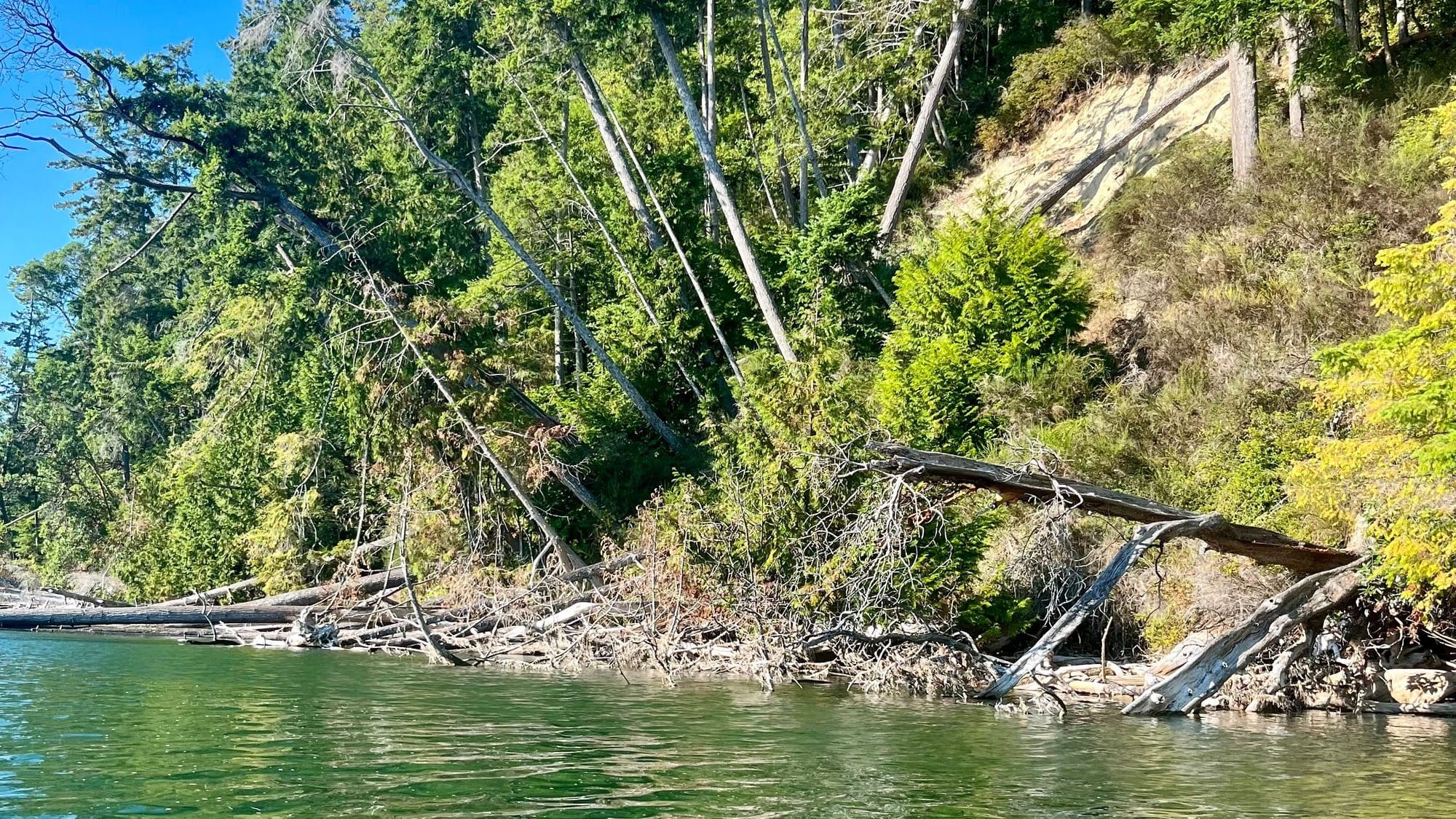 A stand of trees somewhat precariously leaning out over the water. They are grown into a sandy, slowly eroding embankment.