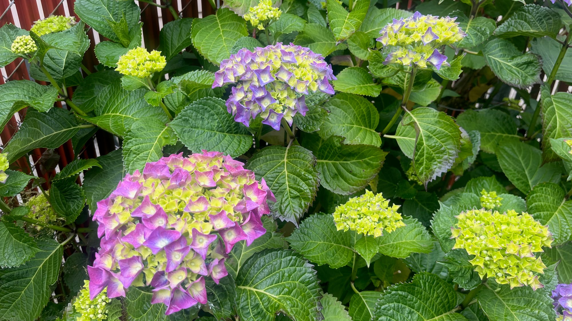 Some flowering blooms in various colors—green, purple, blue—in front of a fence with red slats.