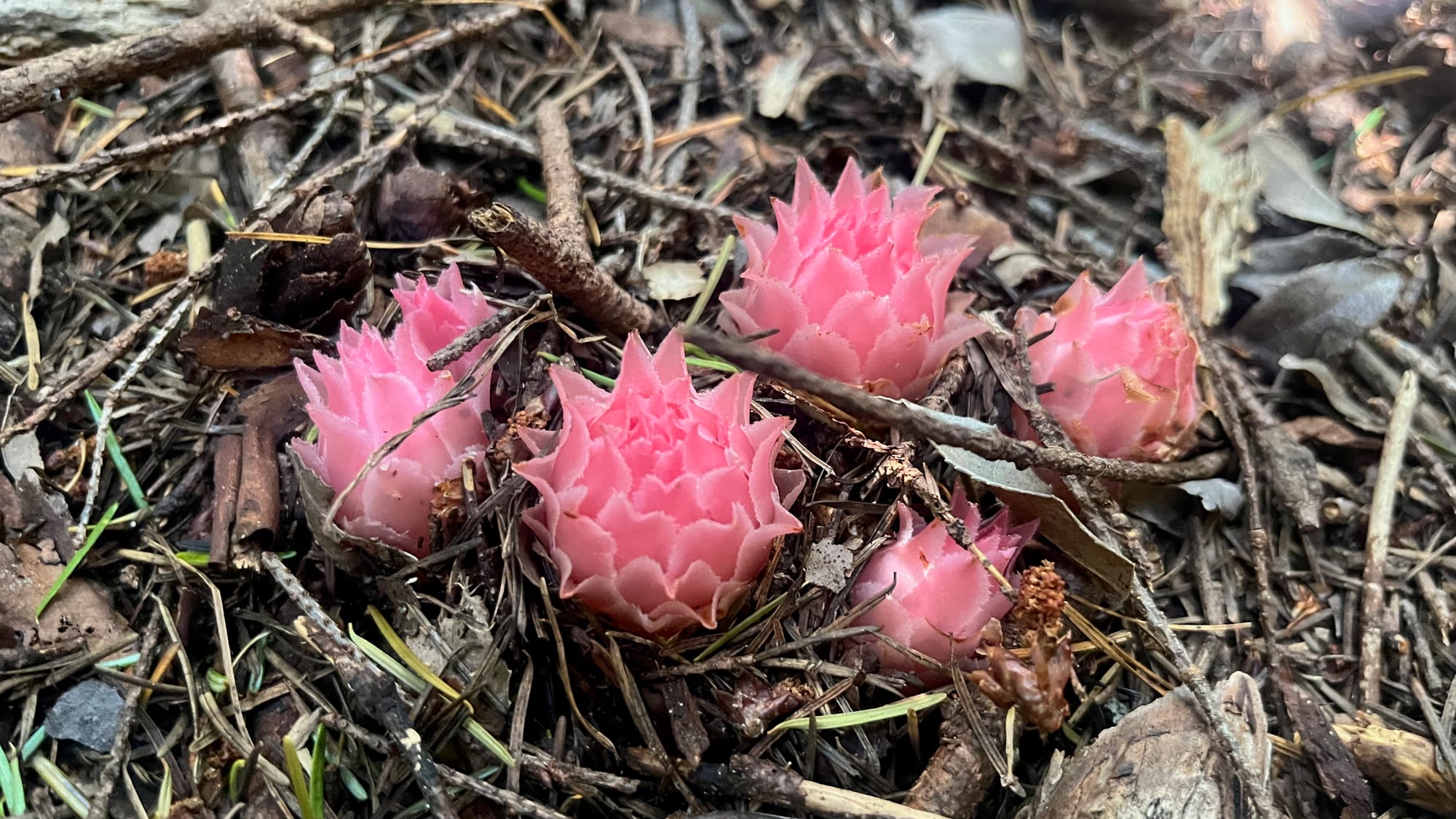 A ‘gnome plant’ or Hemitomes spotted by my son in the forest. Odd pink buds grow directly out of the forest floor.