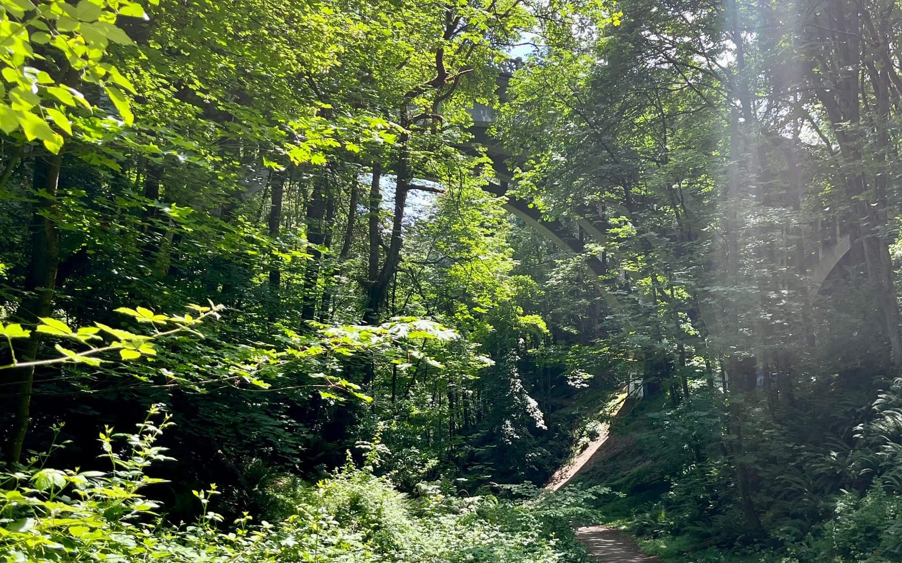 A walking path through a forested gulch. A neighborhood bridge goes overhead, partially obscured by the trees.