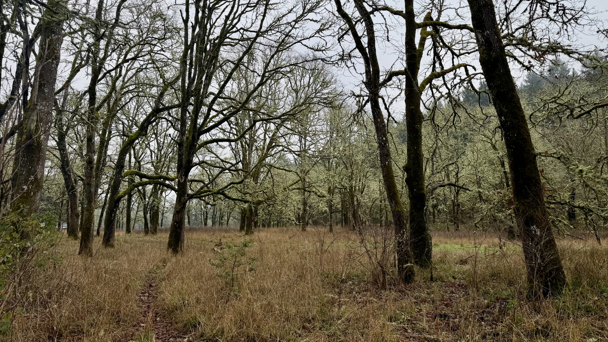 A little clearing kind of in the middle of a grove of trees on a wet but clear winter day. Everything is slightly mossy and bare looking.