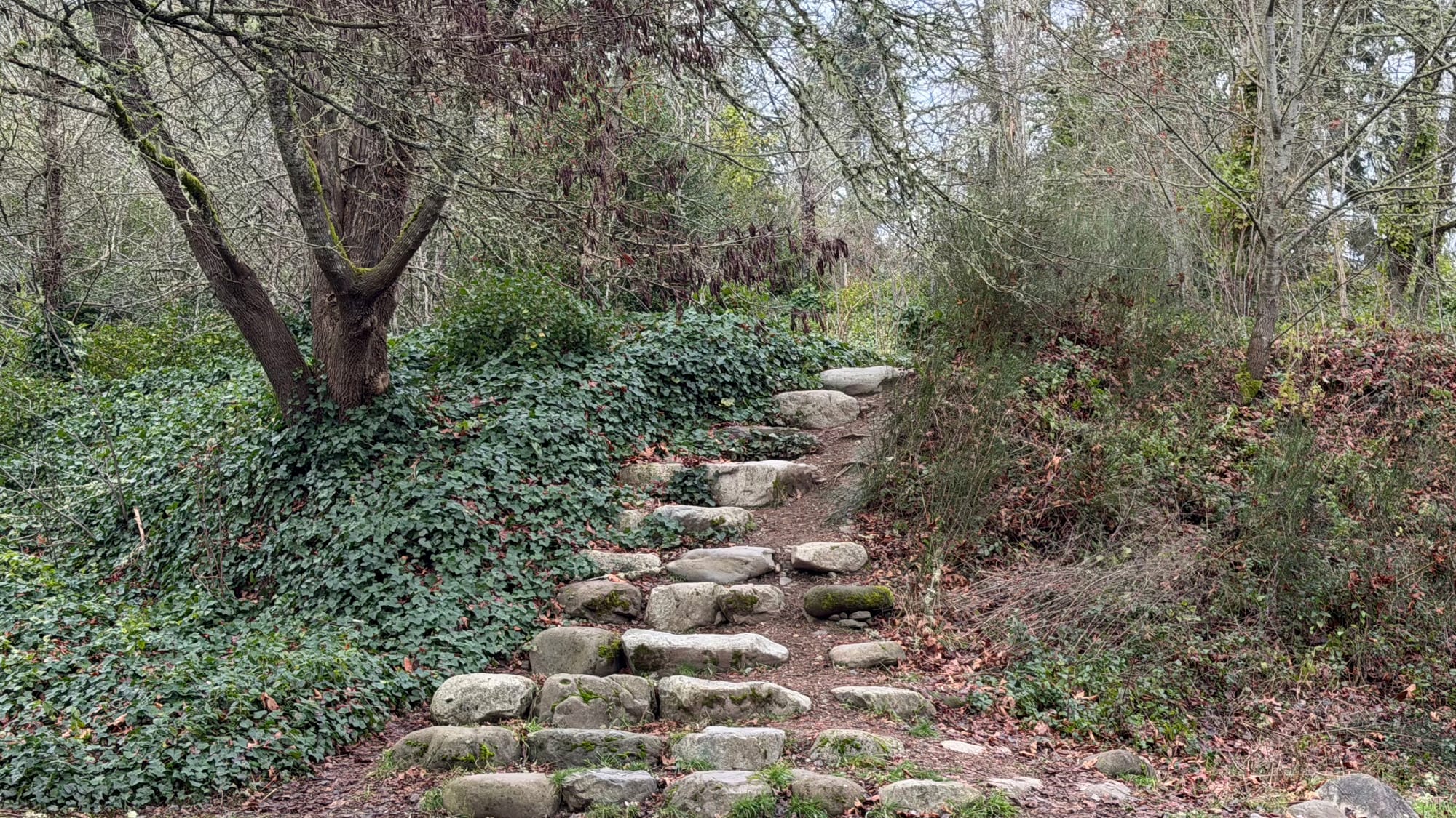 A stone walking path going up a gentle incline with winter foliage surrounding.