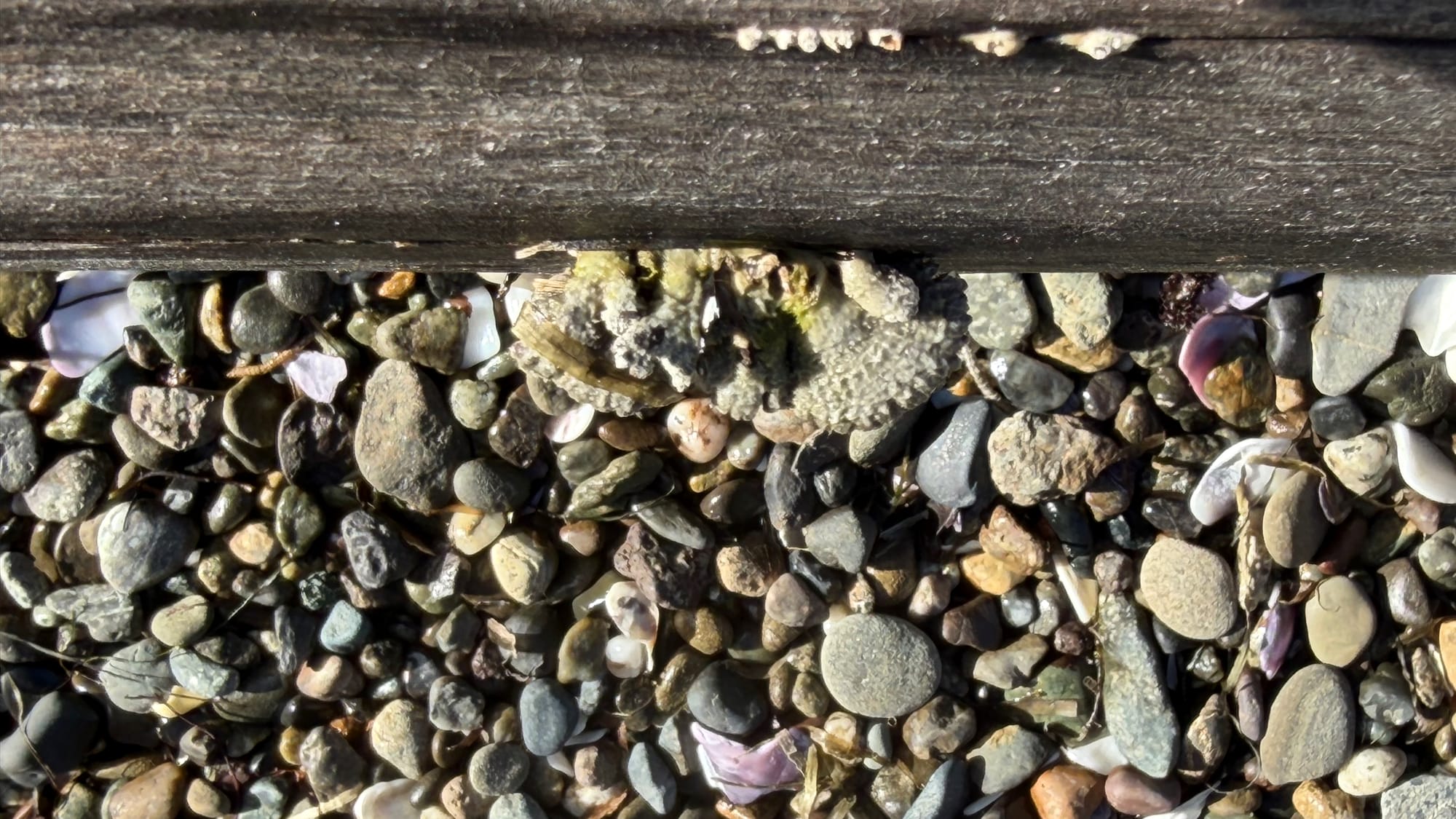 Looking down into a rocky beach at low tide, with a weathered wooden beam in few; a few barnacles and lichen live on this beam.